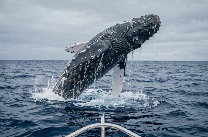 Baleine à bosse jaillissant hors de l'océan lors d'un spectaculaire saut, démontrant la grandeur et la diversité des mammifères marins sauvages